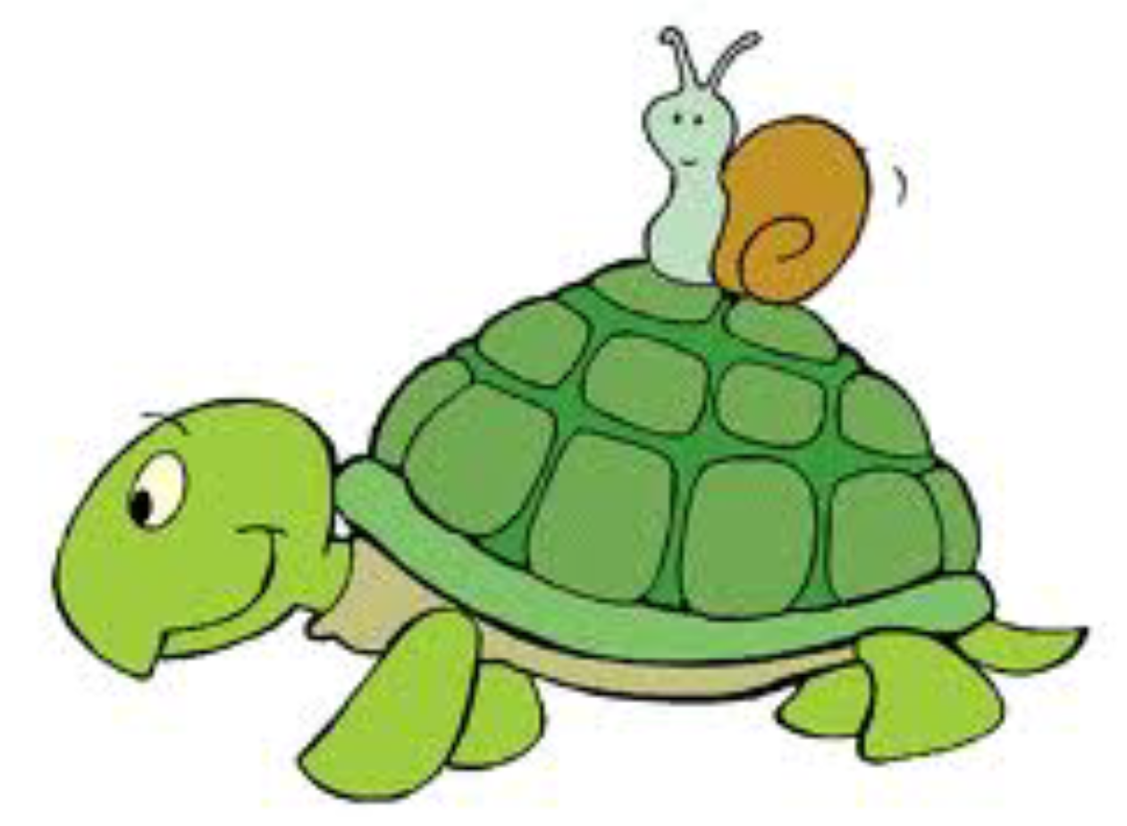 snail on back of turtle